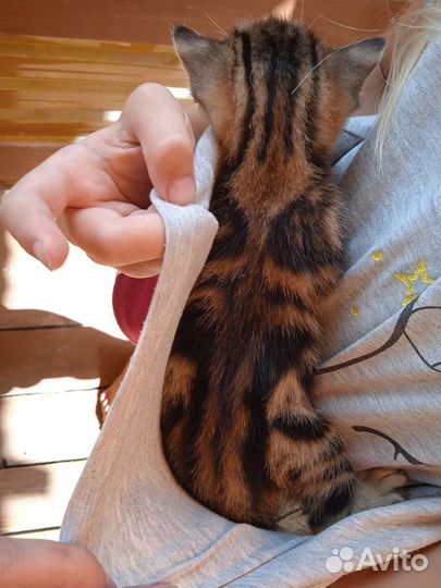 Котёнок девочка