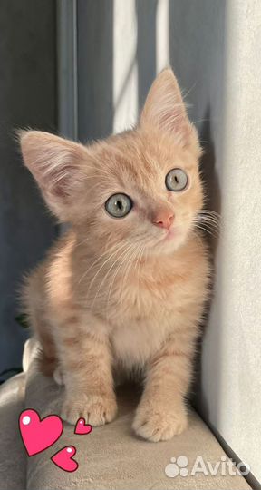 Котенок 2 мес