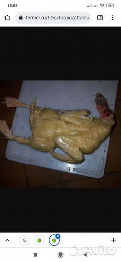 Воскомасса для ощипывания уток и гусей