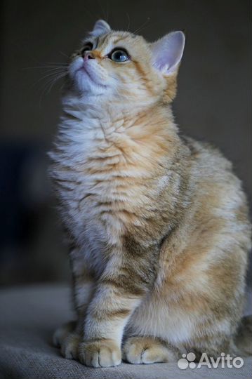 Британский кот (золотая шиншилла) вязка