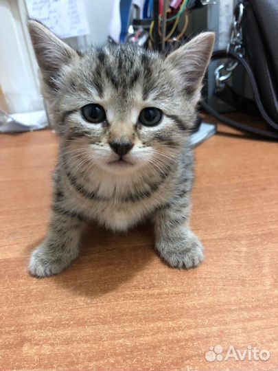 Котята