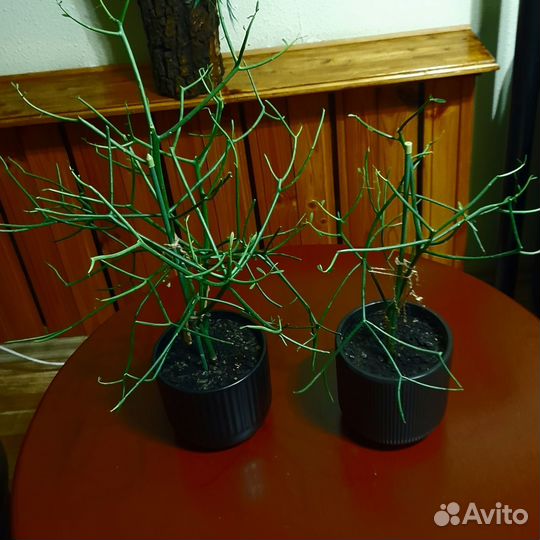 Молочай тирукалли