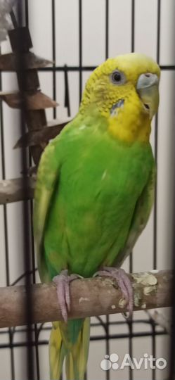 Волнистый попугай самка самец