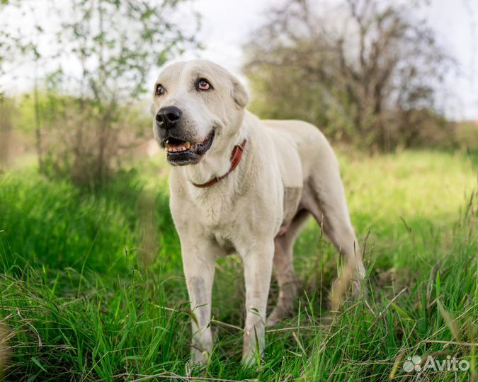 Алабай Альба