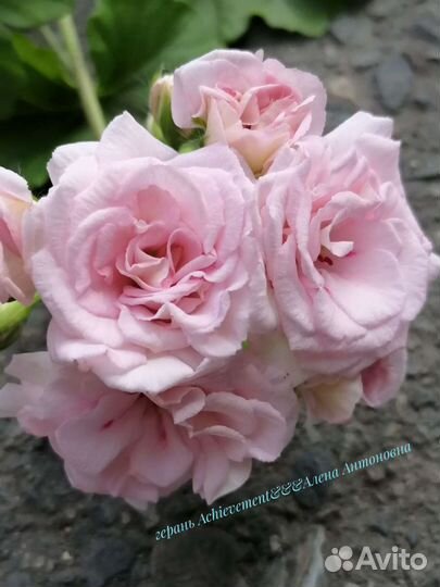 Пеларгония герань сортовая