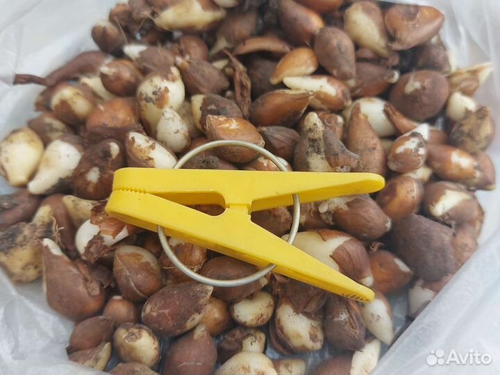 Луковицы тюльпанов микс