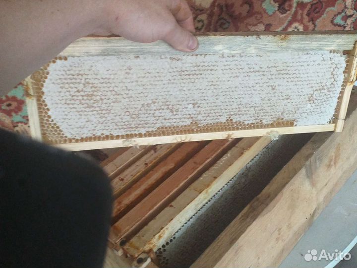 Мед,прополис, мед в рамках