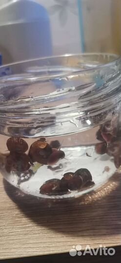 Улитки 20шт аквариум