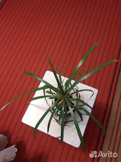 Пальма драцена,молодая. Высотой 25-30 см