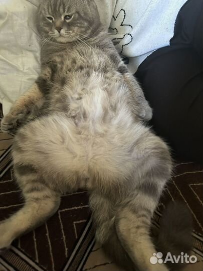 Шотландский кот на вязку