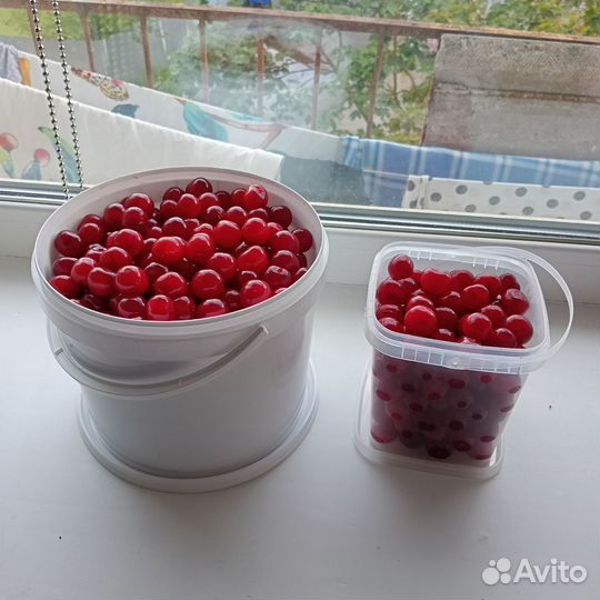 Вишня домашняя