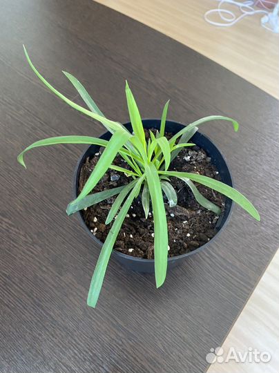 Гвоздика ампельная