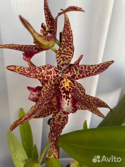 Орхидея камбрия