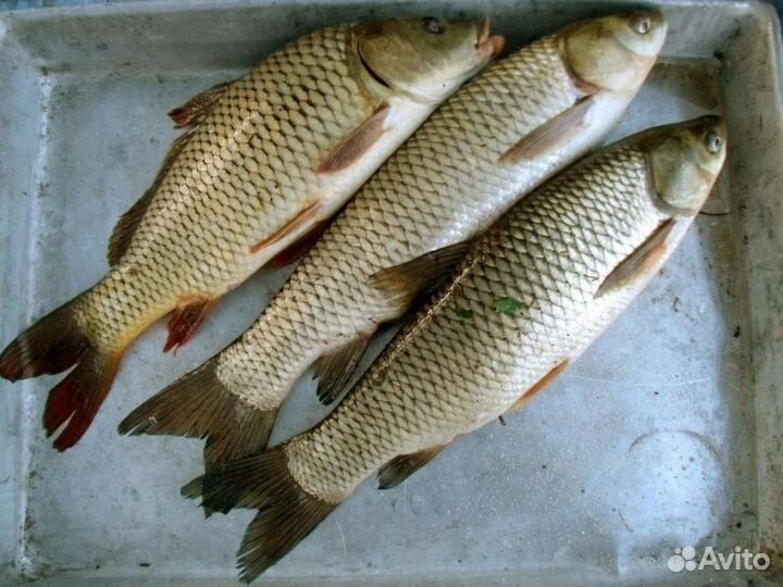 Свежая рыба