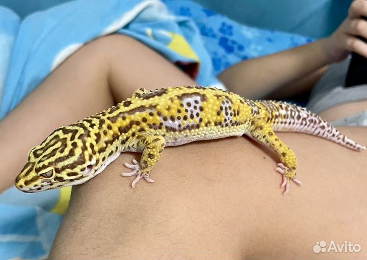 Ящерица эублефар