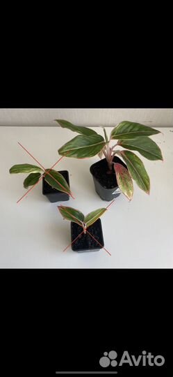 Комнатные растения