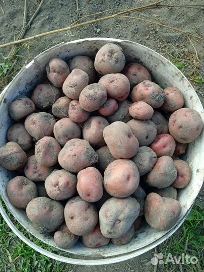 Картофель мелкий на корм