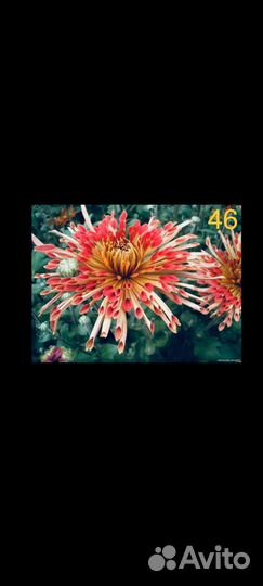 Черенки хризантемы корейские