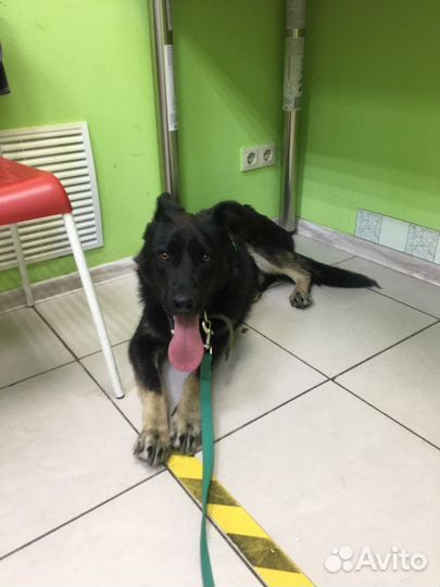 Подросток 8 мес стерилизованная девочка в дар