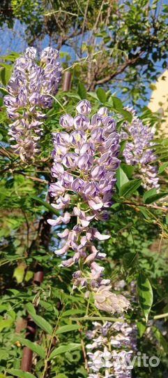 Глициния канадская Блу Мун