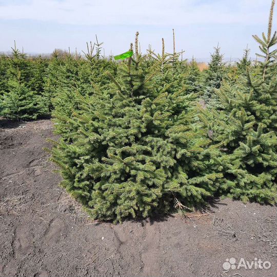 Ель голубая,зелёная