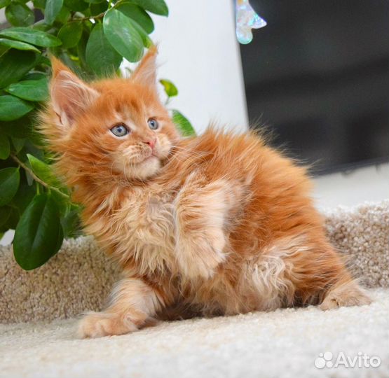 Котята мейн-кун
