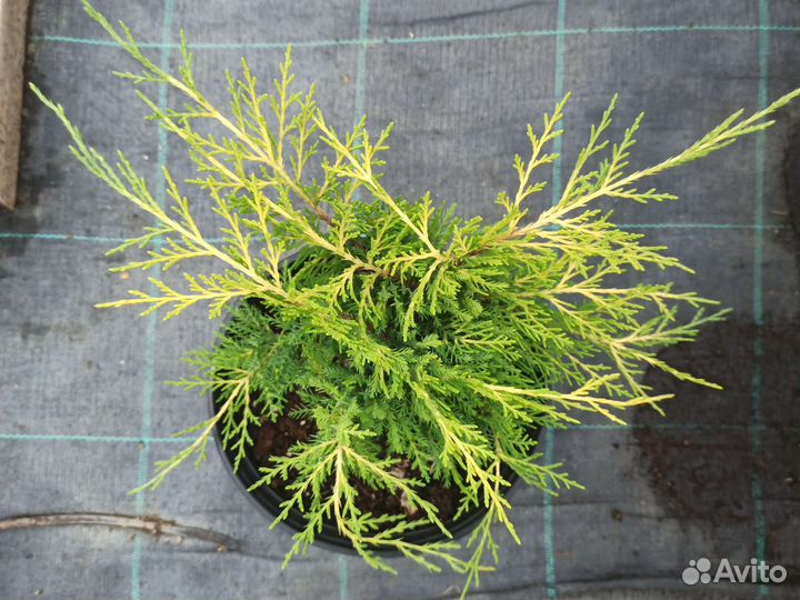 Можжевельник средний Голд Кост