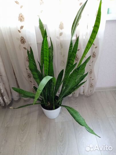 Сансевиерия сортовая