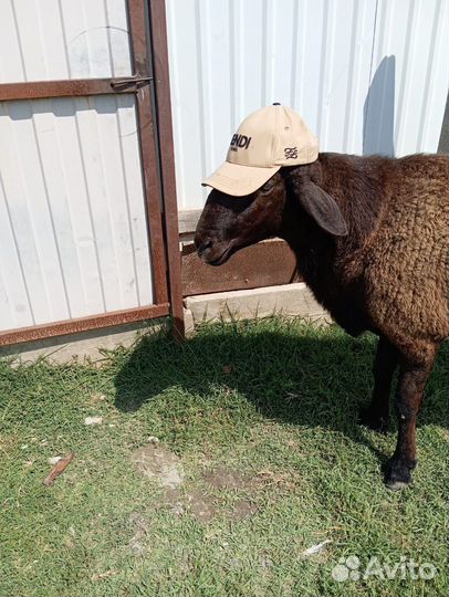 Чистокровный гисар