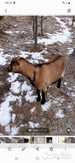 Коза Ламанча