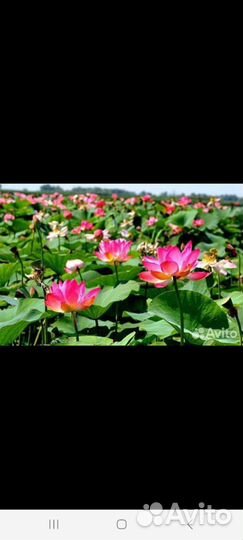 Экскурсия на лотосные поля на катере