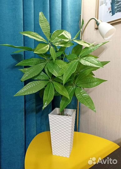 Шефлера искусственное растение