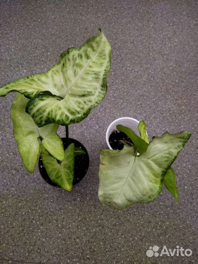 Сингониум, эппипремнум, бегония