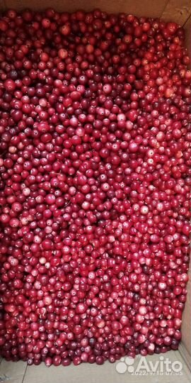 Клюква, брусника