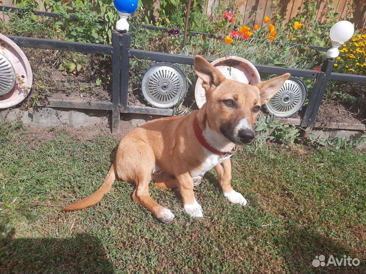 Девочка,небольшого роста, до года в добрые руки