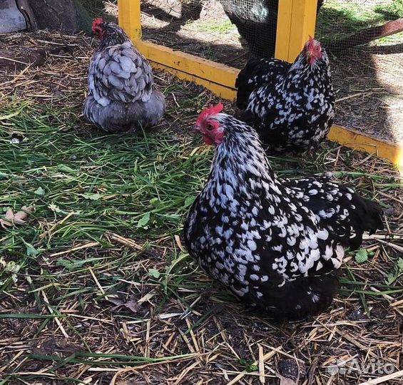 Петух карликовый кохинхин, петух ухейилюй