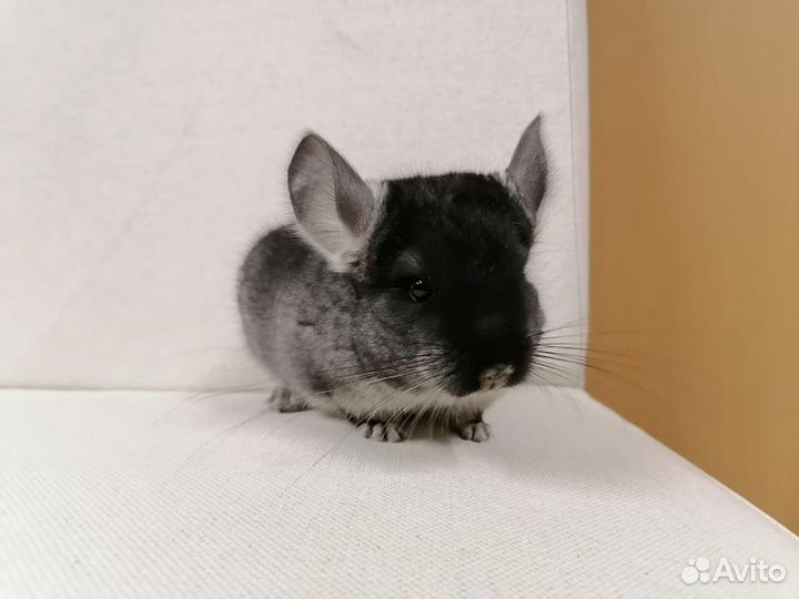 Корм для шиншилл