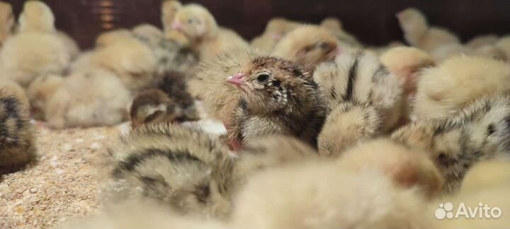 Перепелята