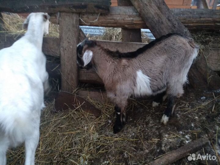 Козлик чехо нубийский, породный на племя