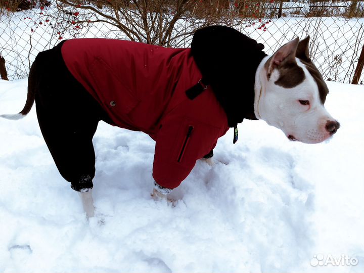 Зимний комбинезон-куртка 2в1 для собак