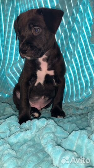 Щенки питбуль