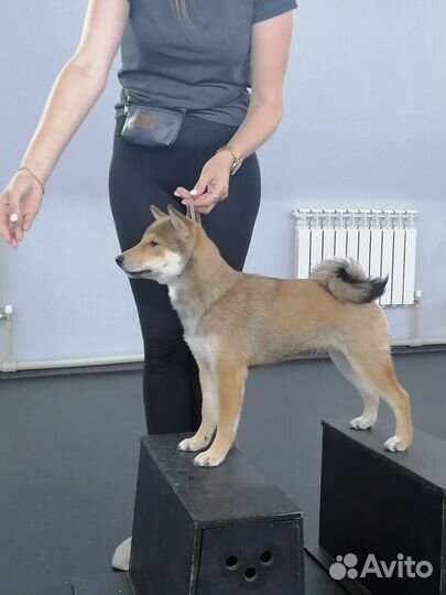 Сиба ину щенкиЖдут Вас