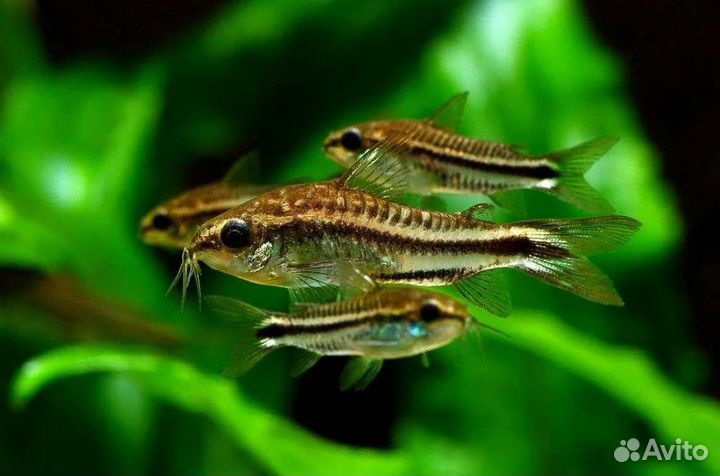 Коридорасы, лорикариевые сомы, апистограммы