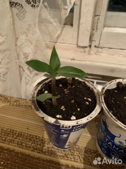 Золотой ус растение