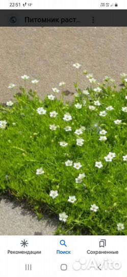 Многолетние садовые растения