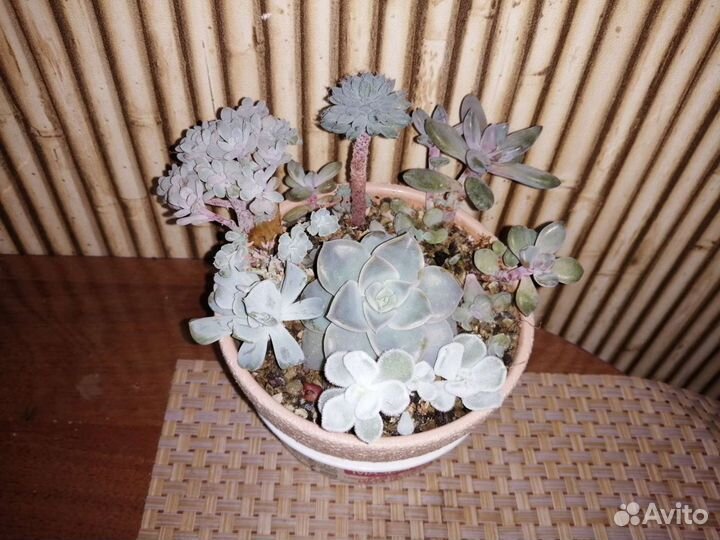 Суккуленты