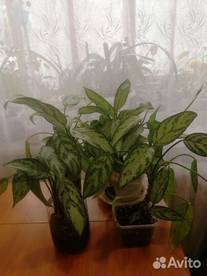 Глаогема Сильвер