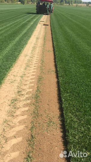 Рулонный газон Премиум