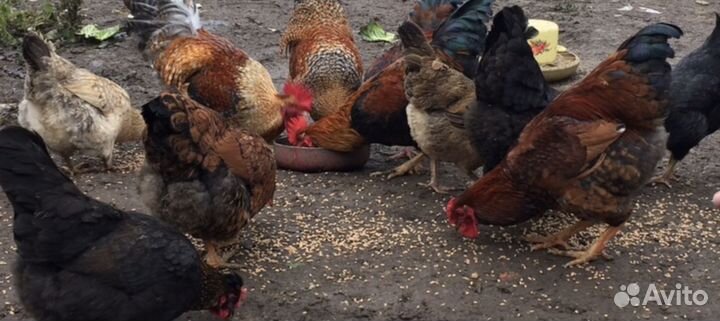 Цветное инкубационное яйцо