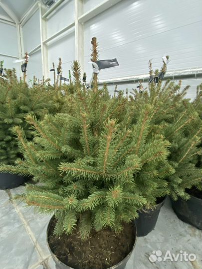 Ель колючая Глаука Кейбаб/ голубая ель/саженцы ели